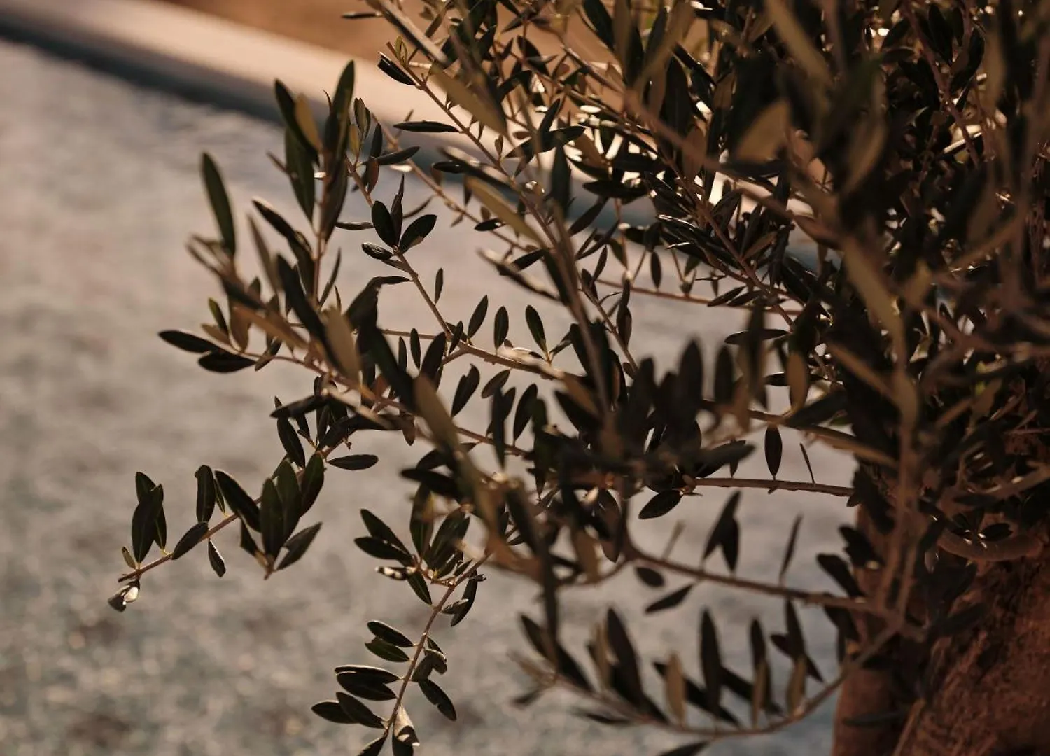 ***** Hotel SO Sotogrande Resort Spanje